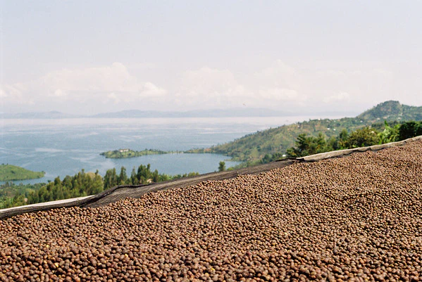 Rwanda - Gishyita - Specialty Coffee Beans | TheBeanGeek