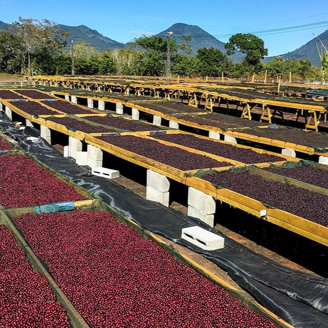 Karambo Anaerobic Natural - Muyinga - specialty coffee beans | TheBeanGeek