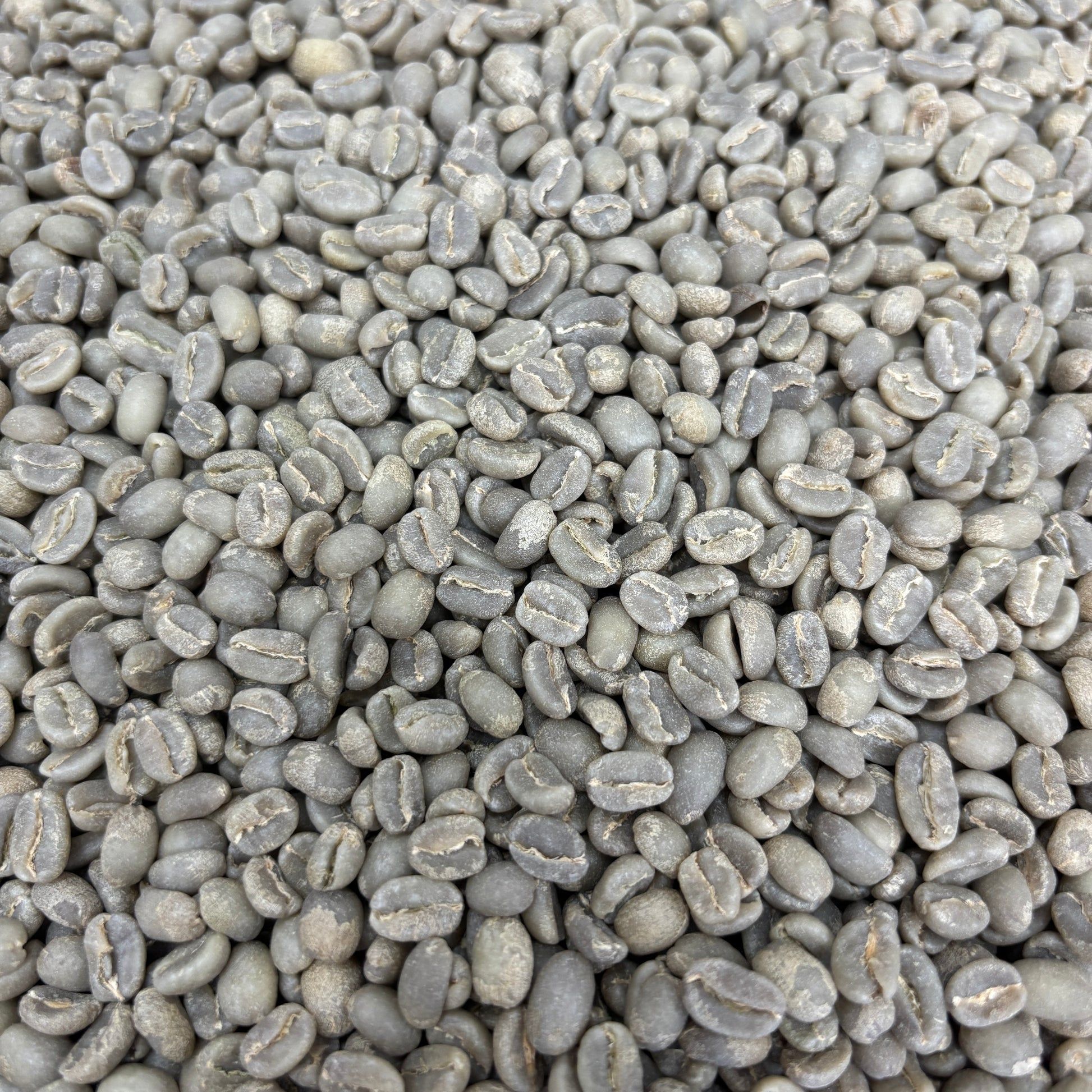 Tagel Alemayehu G1 - Ethiopia Washed - Green - Specialty Coffee Beans ...
