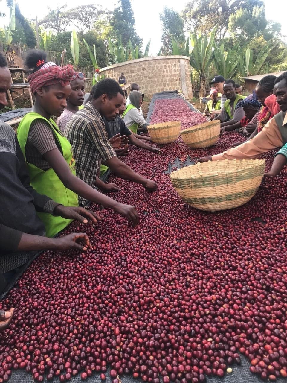 Picture of Ethiopia Wuri Station Zero Defect Washed - specialty coffee beans ...