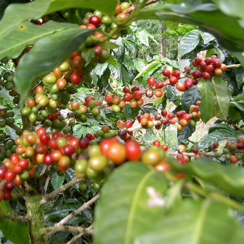 20 Ingagi - Rwanda Filter - Specialty Coffee Beans | TheBeanGeek