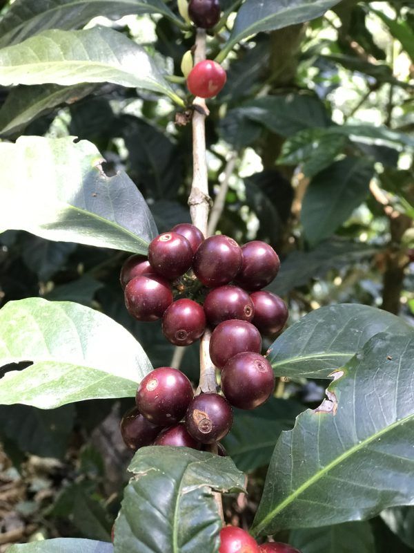 Panama Geisha Nirvana - Specialty Coffee Beans | TheBeanGeek