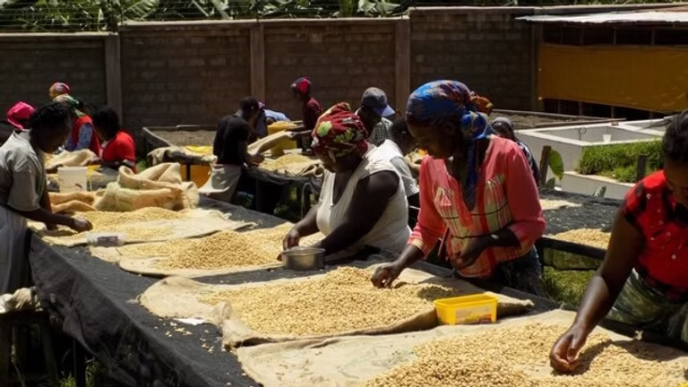 Kenya Mama Simba AB - specialty coffee beans | TheBeanGeek