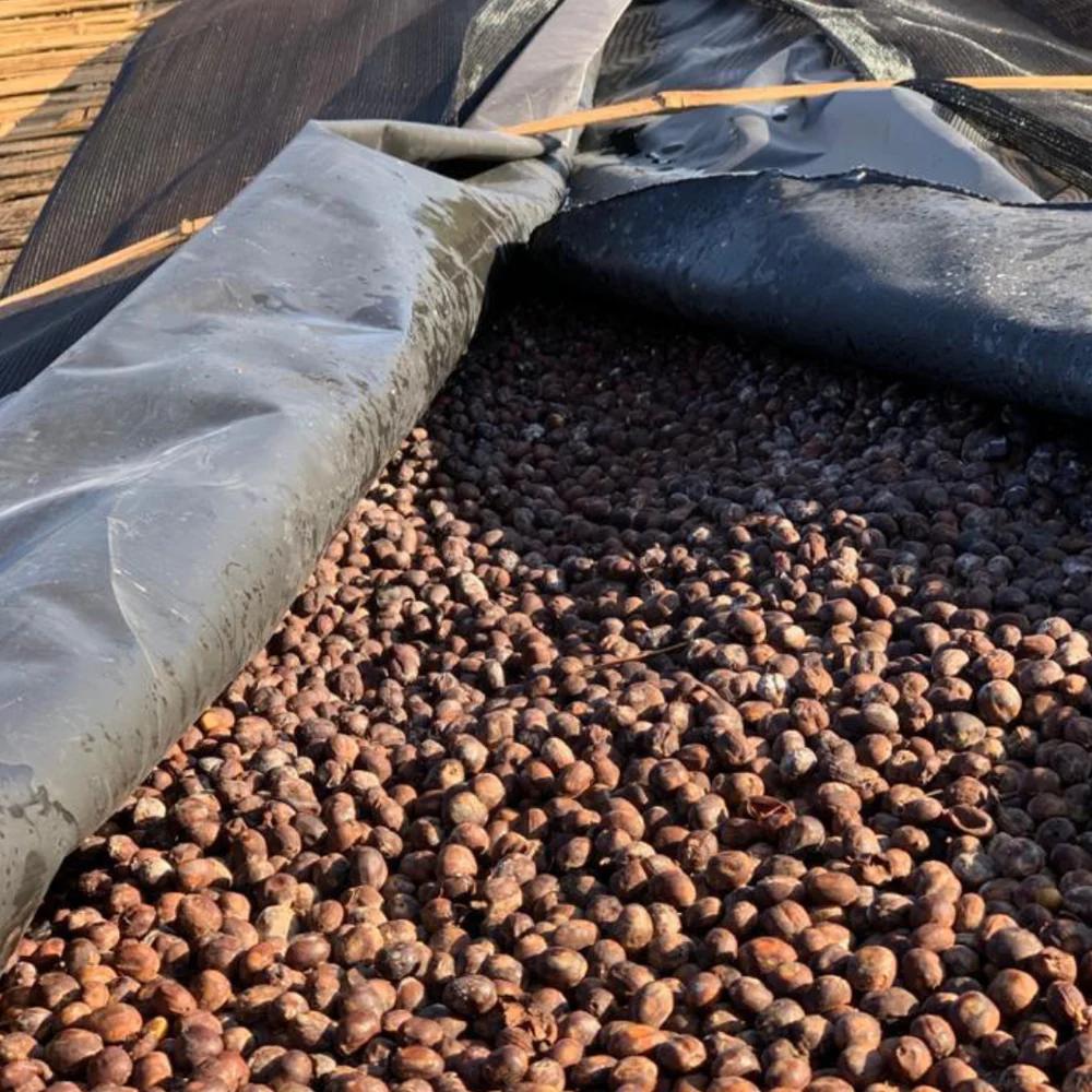 Ethiopia - Kercha Sakicha - Pile Up Processing - Specialty Coffee Beans ...